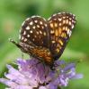 Melitaea diamina